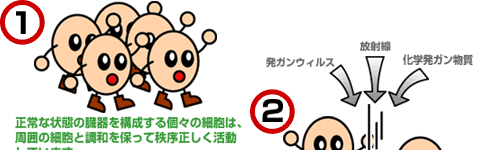 1.正常な状態の臓器を構成する個々の細胞は、周囲の細胞と調和を保って秩序正しく活動しています。